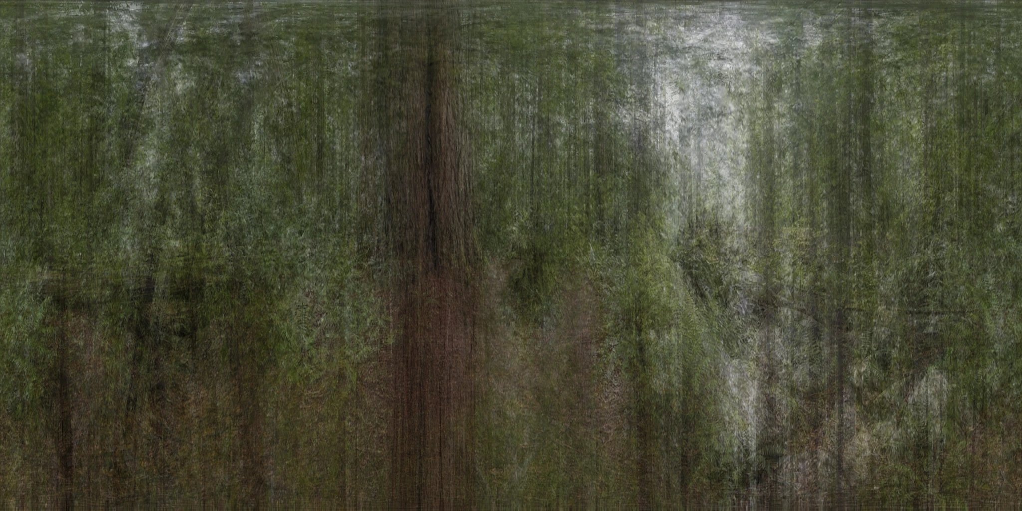 Eight-way direct panorama pilot composite of the redwood clearing